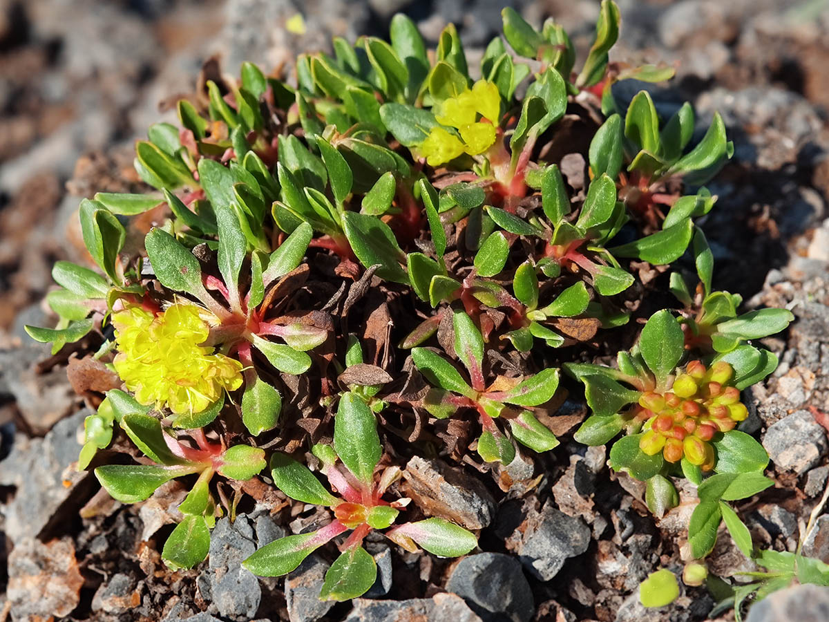 Eriogonum umbellatum var. porteri